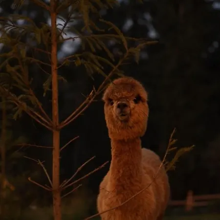 Ferienhaus Gm Eco Bubble