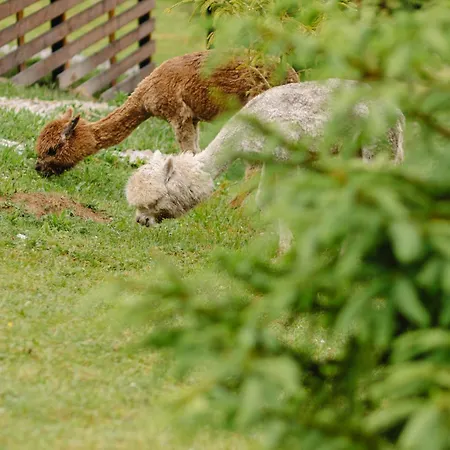 Gm Eco Bubble Jablunyzja